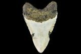 Fossil Megalodon Tooth - North Carolina #109020-2